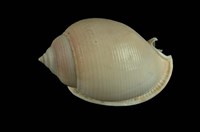 藏品(斑帶鬘螺 )的圖片